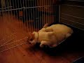 Bunny owned the kitty cat