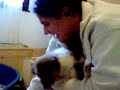 Shetland sheepdog-puppies