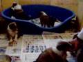 Shetland sheepdog-puppies