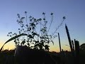 Tribute: Music Video for Fallout (acoustic) The Fu