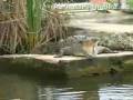 videos de Black River Crocodile