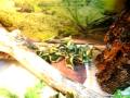 Juvi Bearded dragon setup with waterfall!