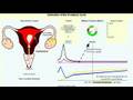 ovulation التبويض