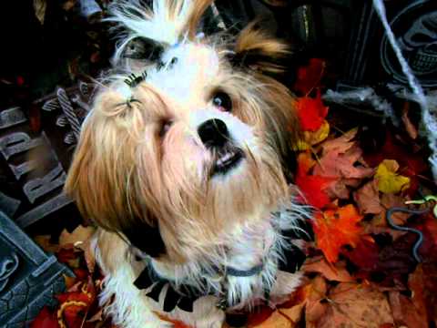 how to treat cherry eye in shih tzu