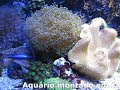 Aquário montado em janeiro de 2006, completando 4 anos de aniversário,reparem na desova dos palhaços no vidro do aquário! 