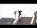 Inline skating pro tour (black market)
