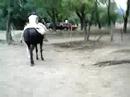SAN ANTONIO DE ARECO (GASTI DAI SOFI)
