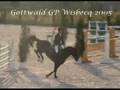 videos de Gottwald: showjumping warmblood stallion
