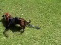 The most stupid dog on earth
