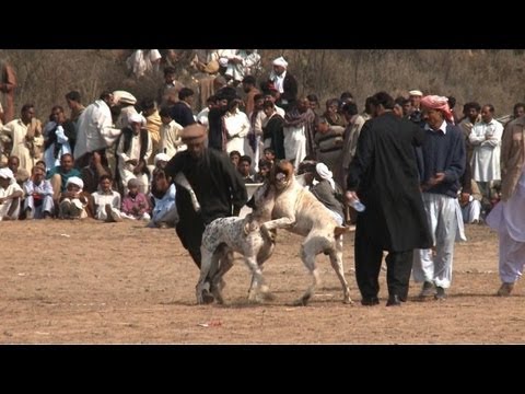 dog fights pakistan
