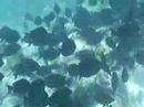 fish ball fish ball
