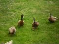 DUCK CHASE! DUCK CHASE!