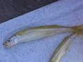 Snapper Fishing, Filleting, Cooking Snapper Fishing, Filleting, Cooking