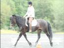 My Horse