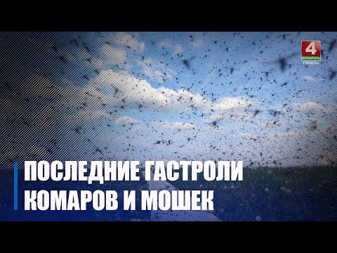 Праз цёплыя восеньскія дні на Гомельшчыне раптоўна з'явіліся камары і мошкі видео