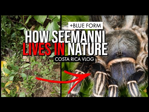 YouTube reptile video