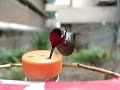 Calypte anna, Anna's humming bird