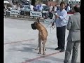 Ch Xiro di Tor Lupara Ch Xiro di Tor Lupara