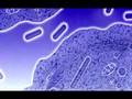 Legionella , Listeria and Mycobacterium (haciendo lo suyo)