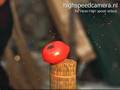 Tomato cut by samurai sword