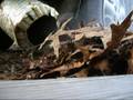 videos de Ricer Exhaust (loud)