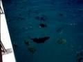 Dive snorkel sail II