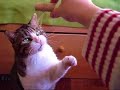Gatão 2 Gatão 2