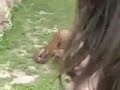 This will happend inf the monkey dont got somting to drink.wanna see better quality ?link under herehttp://www.youtube.com/watch?v=mWluISJY5Rs&fmt=18