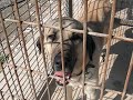 kangal dog kangal dog