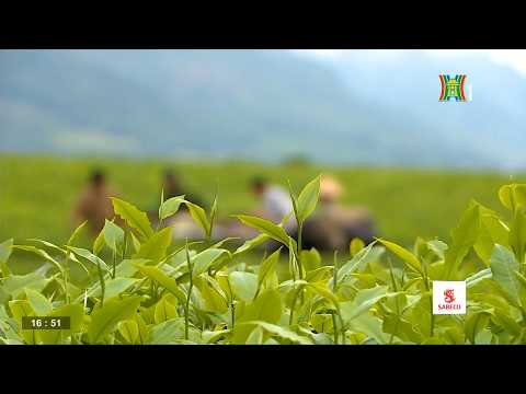 Đẩy mạnh chế biến sâu, nâng cao chất lượng và thương hiệu chè Việt Nam