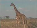 Wildlife Extravaganza