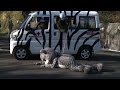 Collection - Staged Animal escapes from Tokyo Zoo
