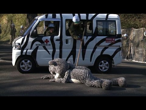 Collection - Staged Animal escapes from Tokyo Zoo