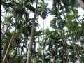 Prevention methods of Bud Rot, Stem Bleeding, Mahali diseases