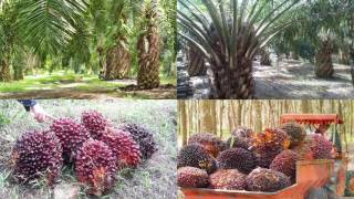  Ep 33: A sustainable Palm oil farmer development 