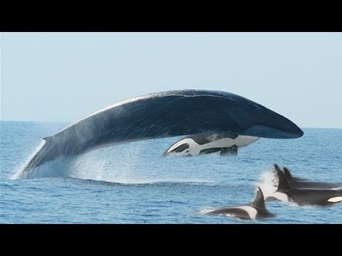 whale