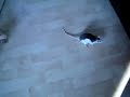 un chaton qui joue avec un rat c'est possible et en plus m�me la rate y prend gout ^^