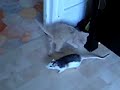 Chaton et rate qui jouent ensemble ^^ Chaton et rate qui jouent ensemble ^^