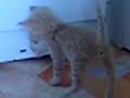 un chaton qui joue avec un rat c'est possible et en plus m�me la rate y prend gout ^^