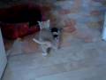 Chaton et rate qui jouent ensemble ^^