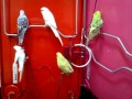TheBudgieBirds - The Climb *Budgie Birds*