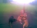 pit bull staff rotty on spring pole