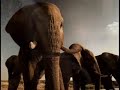 Amarula Ad