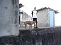 pit bull