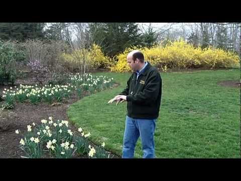 how to grow daffodils