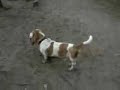 sechs Hunde auf einen Streich sechs Hunde auf einen Streich