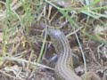 Whiptail Lizard 3