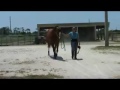 فيديو طريقة جمع السائل المنوي في الخيل.flv
