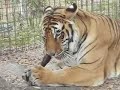 Tiger vs Cow (tails)- Big Cat TV
