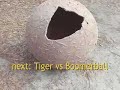 Tiger vs Cow (tails)- Big Cat TV